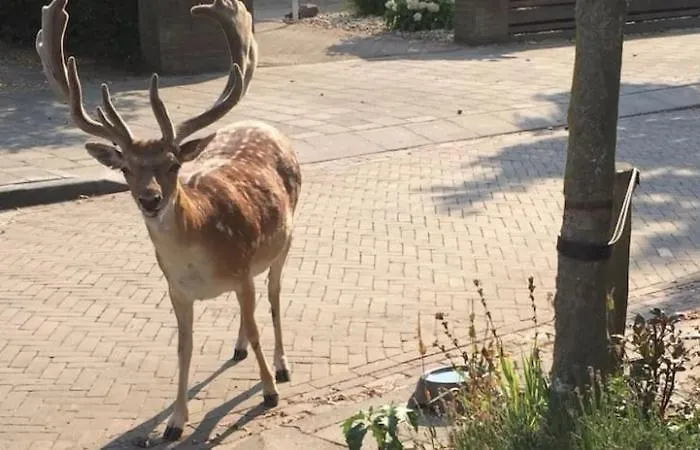 Queens Beachhouse ザントフォールト